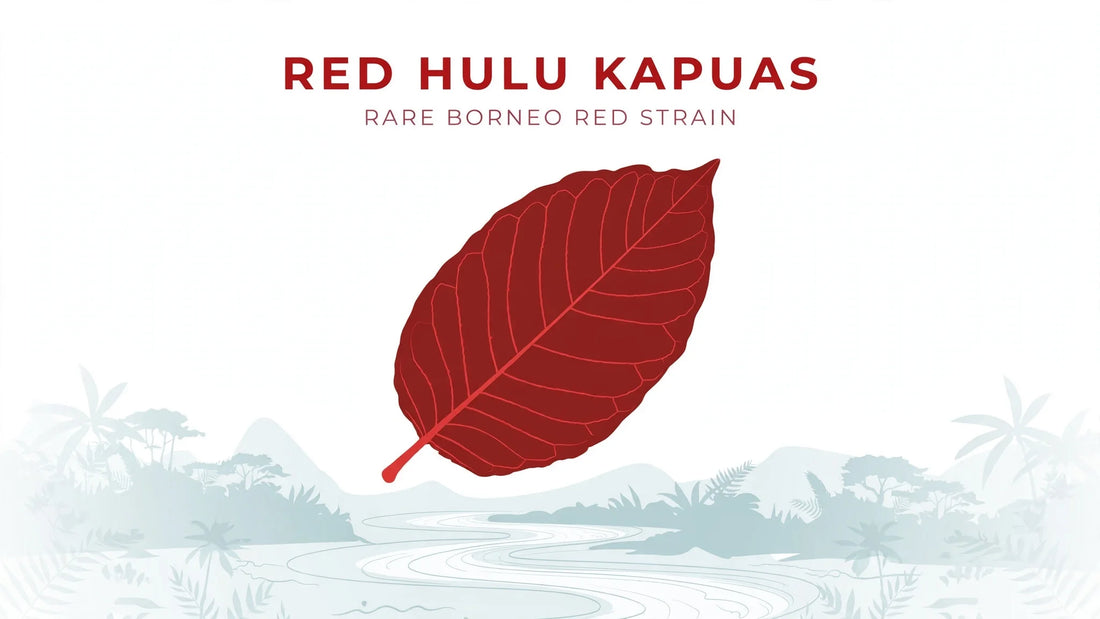 RED HULU KAPUAS RARE BORNEO RED STRAIN