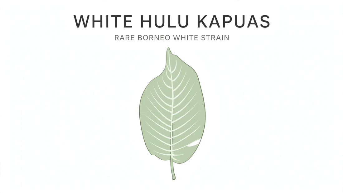 WHITE HULU KAPUAS”  “RARE BORNEO WHITE STRAIN