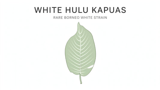 WHITE HULU KAPUAS”  “RARE BORNEO WHITE STRAIN