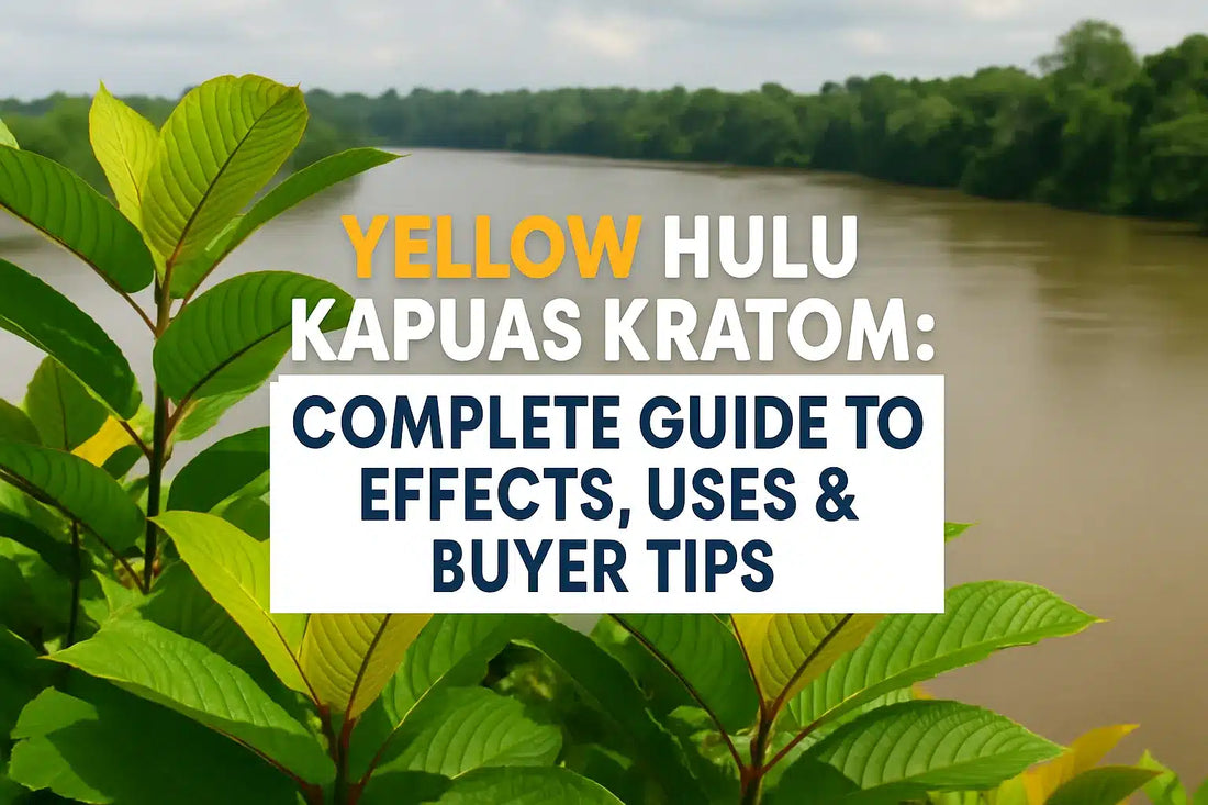 Yellow Hulu Kapuas Kratom Effects, Uses, Strains, Buyer Tips