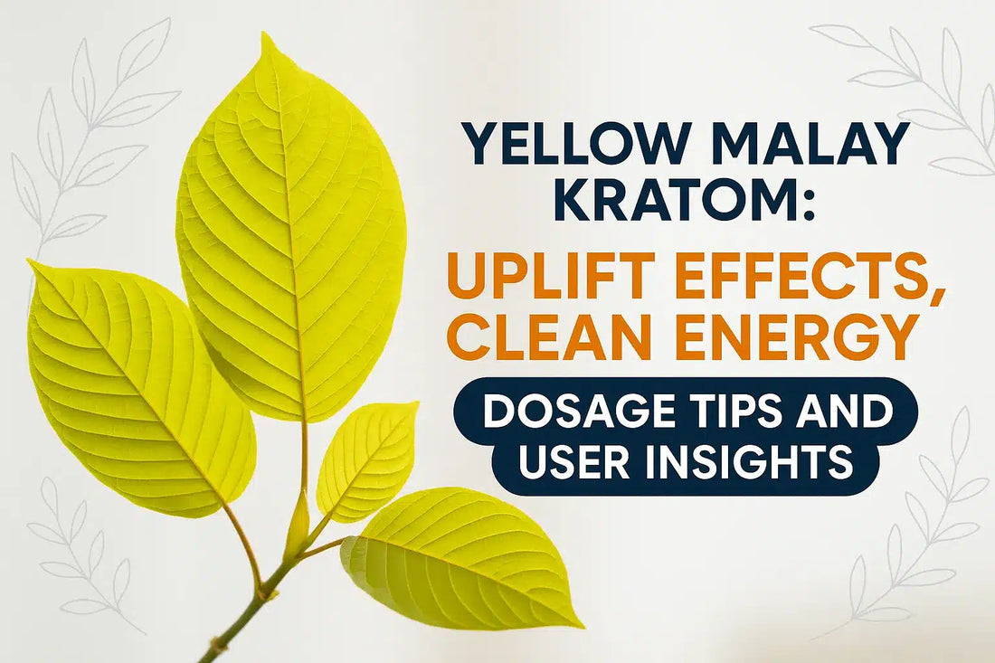 Yellow Malay Kratom: Uplift Effects, Clean Energy, Dosage Tips and User Insights