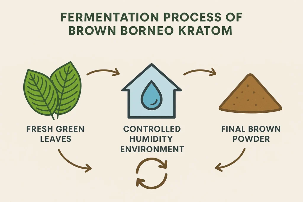 Brown Borneo Kratom Processing Method