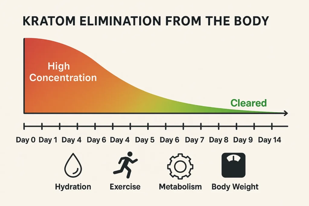 How Long Does Kratom Stay In System Elimination time