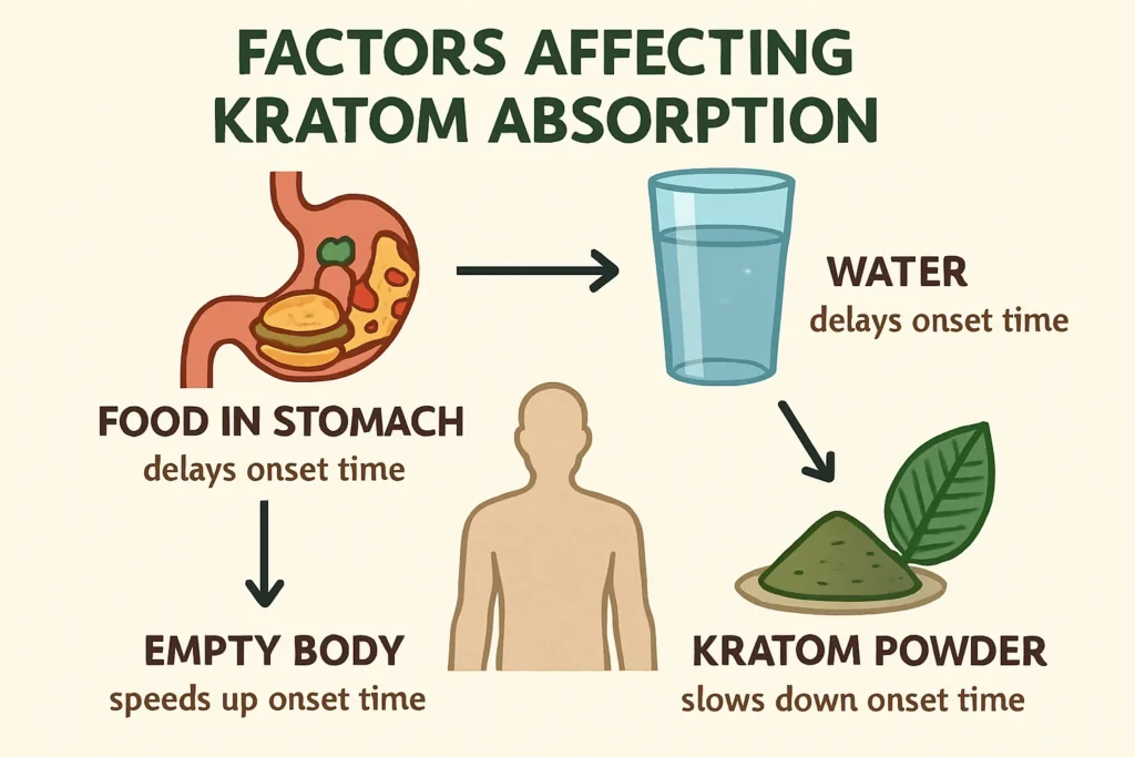 How Long For Kratom To Kick In and metabolism