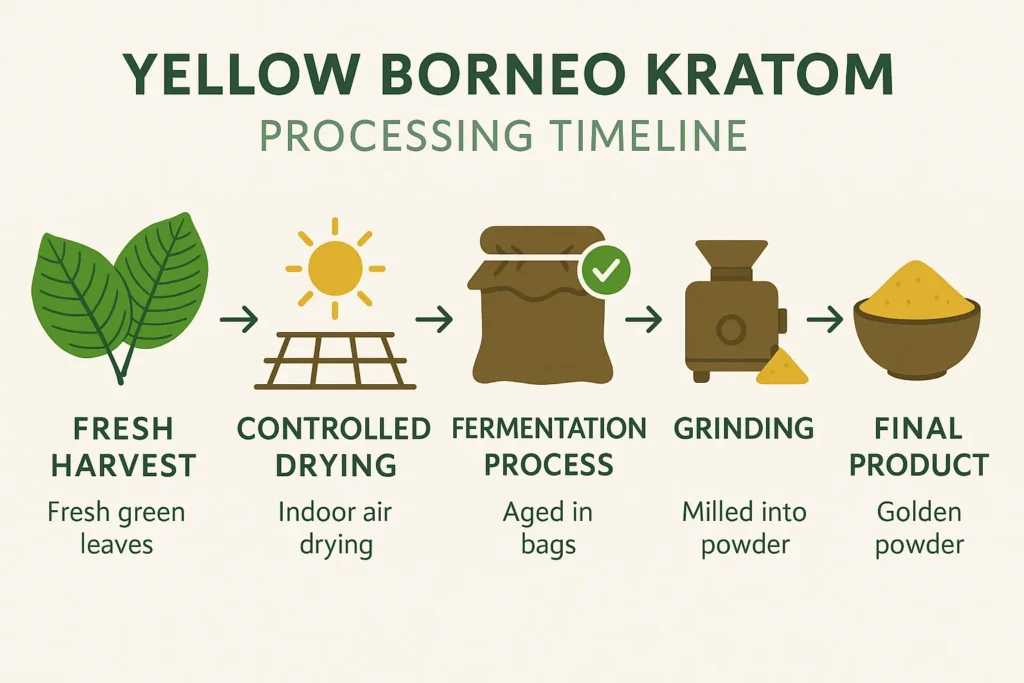 Yellow Borneo Kratom processing timeline