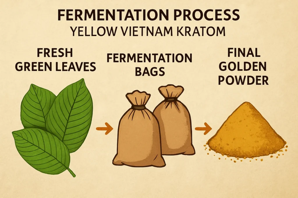 Yellow Vietnam Kratom Processing method