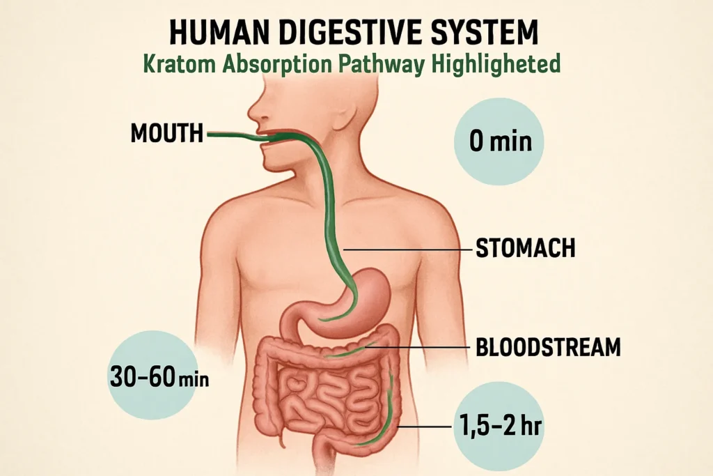 kratom and human digestive system