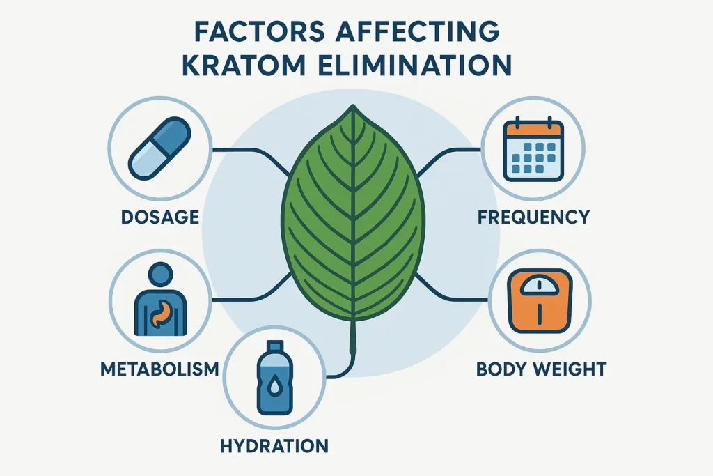 kratom elimination time