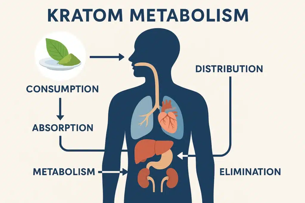 kratom metabolism