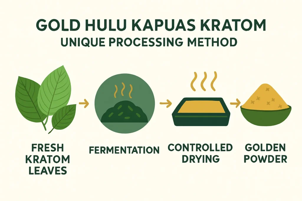 Kratom processing steps illustrated clearly